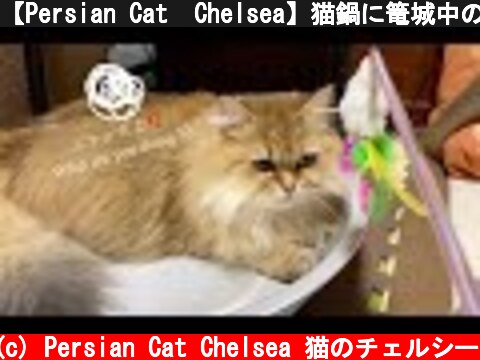 【Persian Cat  Chelsea】猫鍋に篭城中のチェルシー　～Chelsea in a basket castle in a cat pot～  (c) Persian Cat Chelsea 猫のチェルシー